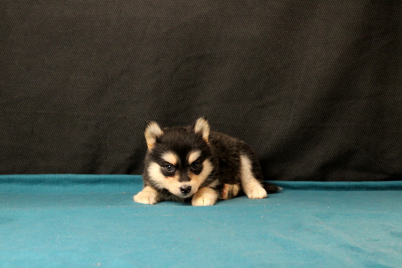 puppy, for, sale, Pomsky, Matthew B. Stoltzfus, dog, breeder, Gap, PA, dog-breeder, puppy-for-sale, forsale, nearby, find, puppyfind, locator, puppylocator, aca